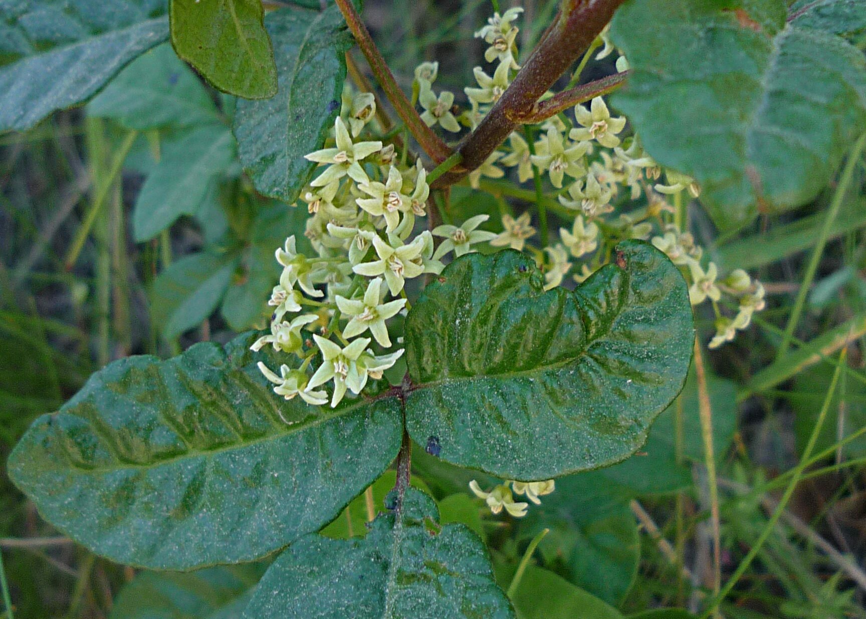 High Resolution Toxicodendron diversilobum Flower